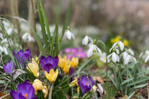 Frühlingserwachen Frühlingserwachen